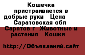 Кошечка пристраивается в добрые руки › Цена ­ 10 - Саратовская обл., Саратов г. Животные и растения » Кошки   